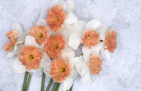 Daffodils: Beautiful Varieties for Home and Garden