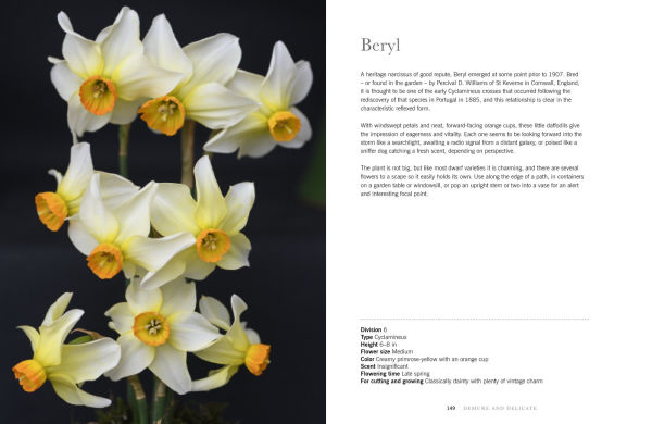 Daffodils: Beautiful Varieties for Home and Garden