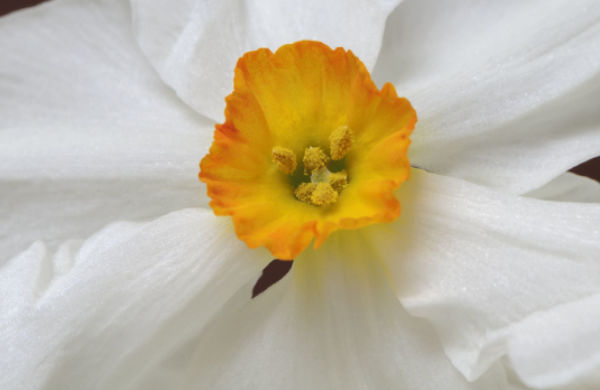 Daffodils: Beautiful Varieties for Home and Garden