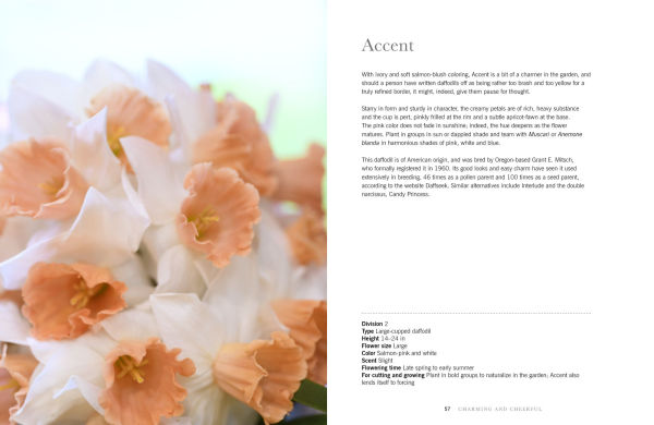 Daffodils: Beautiful Varieties for Home and Garden
