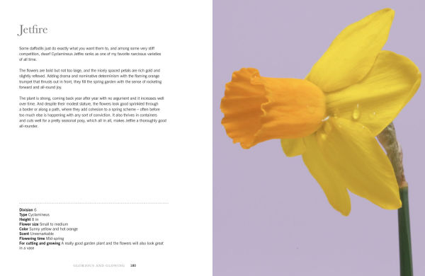 Daffodils: Beautiful Varieties for Home and Garden