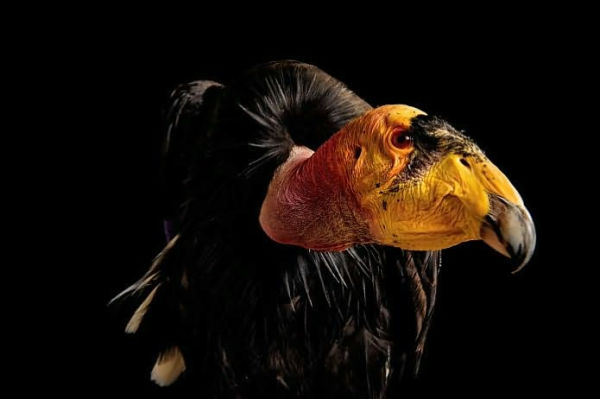 National Geographic Rare: Portraits of America's Endangered Species