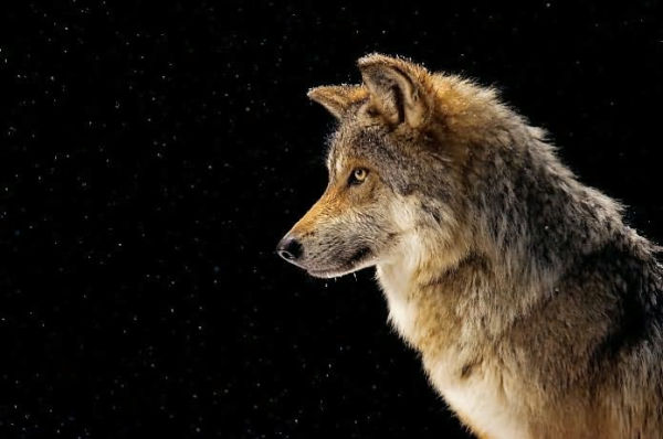 National Geographic Rare: Portraits of America's Endangered Species