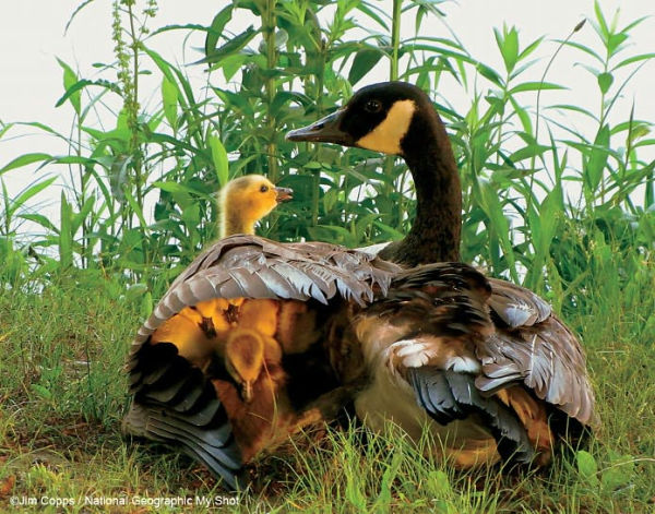 Mother's Love: Inspiring True Stories From the Animal Kingdom