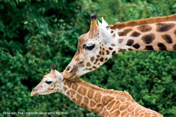 Mother's Love: Inspiring True Stories From the Animal Kingdom