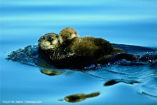 Alternative view 4 of Mother's Love: Inspiring True Stories From the Animal Kingdom