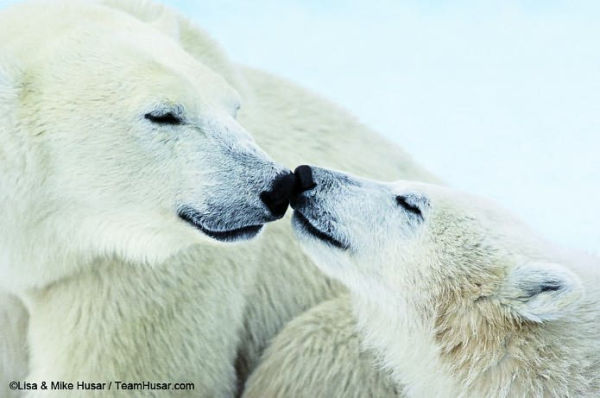 Mother's Love: Inspiring True Stories From the Animal Kingdom