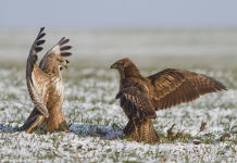 Alternative view 5 of National Geographic Angry Birds: 50 True Stories of the Fed Up, Feathered, and Furious