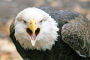 Alternative view 7 of National Geographic Angry Birds: 50 True Stories of the Fed Up, Feathered, and Furious