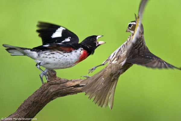 National Geographic Angry Birds: 50 True Stories of the Fed Up, Feathered, and Furious