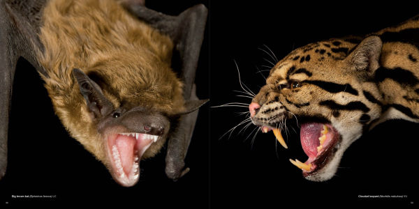 National Geographic The Photo Ark: One Man's Quest to Document the World's Animals