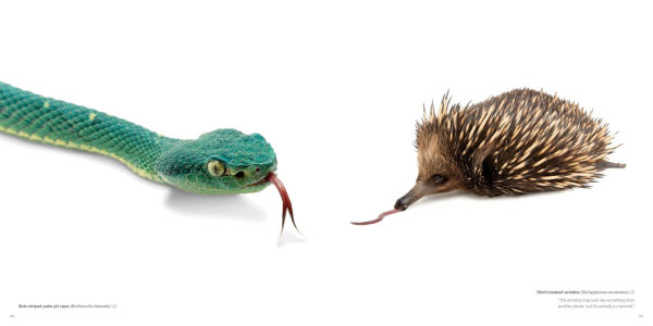 National Geographic The Photo Ark: One Man's Quest to Document the World's Animals