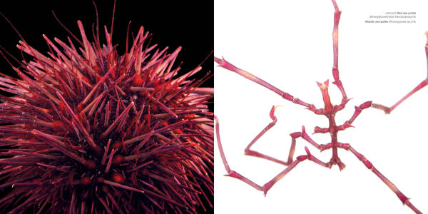 National Geographic The Photo Ark: One Man's Quest to Document the World's Animals