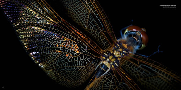 National Geographic The Photo Ark: One Man's Quest to Document the World's Animals