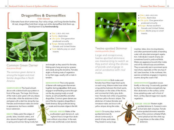 National Geographic Backyard Guide to Insects and Spiders of North America