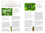 Alternative view 4 of National Geographic Backyard Guide to Insects and Spiders of North America