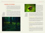 Alternative view 5 of National Geographic Backyard Guide to Insects and Spiders of North America