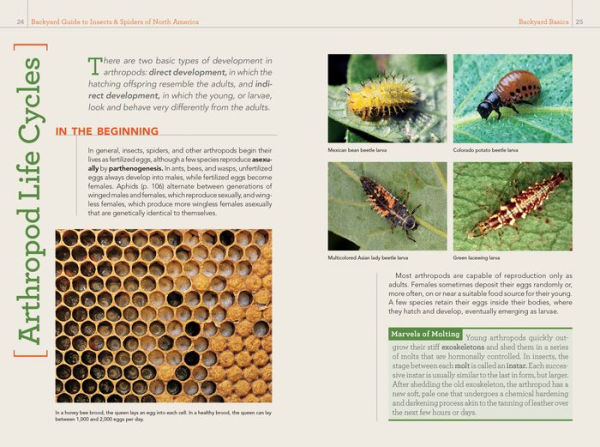 National Geographic Backyard Guide to Insects and Spiders of North America