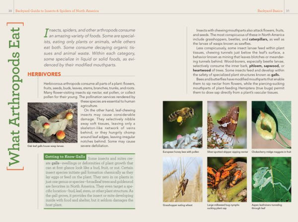 National Geographic Backyard Guide to Insects and Spiders of North America