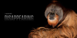 Alternative view 2 of National Geographic The Photo Ark Vanishing: The World's Most Vulnerable Animals