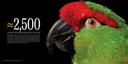 Alternative view 6 of National Geographic The Photo Ark Vanishing: The World's Most Vulnerable Animals