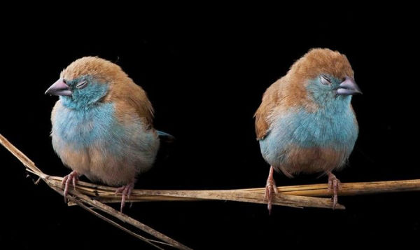 National Geographic The 21st Century: Photographs From the Image Collection