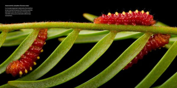 National Geographic Photo Ark Insects: Butterflies, Bees, and Kindred Creatures