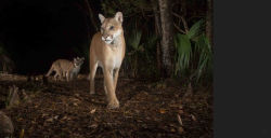 Alternative view 3 of Path of the Panther: New Hope for Wild Florida
