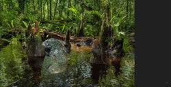Alternative view 6 of Path of the Panther: New Hope for Wild Florida