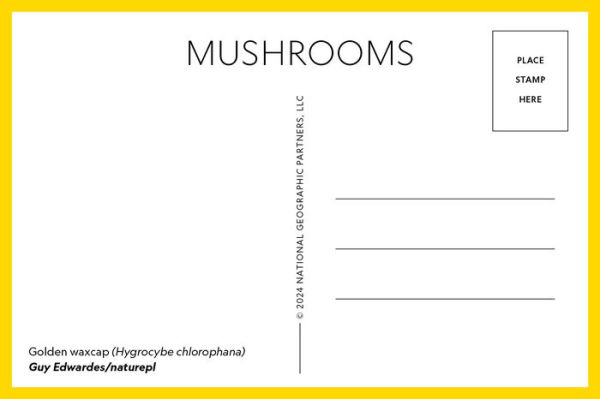 Mushrooms: 50 Postcards