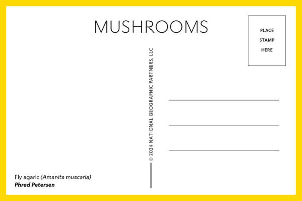 Mushrooms: 50 Postcards