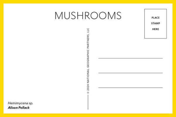 Mushrooms: 50 Postcards