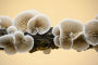 Alternative view 9 of Mushrooms: 50 Postcards