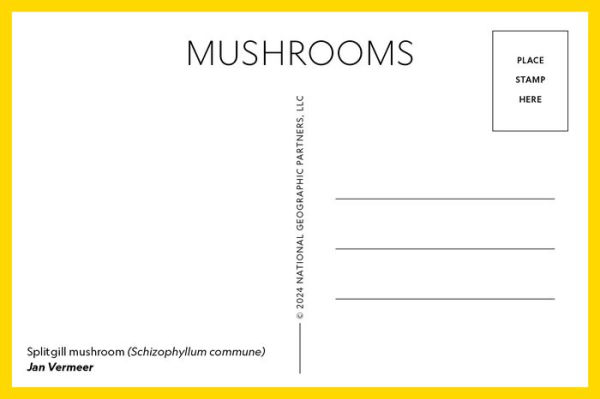 Mushrooms: 50 Postcards