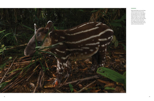 Amazon: A River's Journey From the Andes to the Atlantic