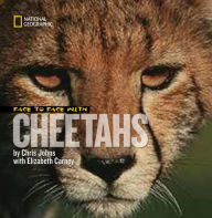 Title: Face to Face With Cheetahs, Author: Elizabeth  Carney