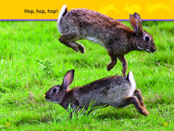 Hop, Bunny!: Explore the Forest (National Geographic Readers Series)