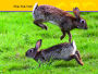 Alternative view 3 of Hop, Bunny!: Explore the Forest (National Geographic Readers Series)