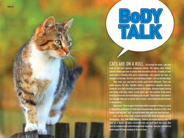 How to Speak Cat: A Guide Decoding Cat Language