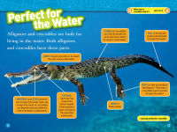 Alternative view 2 of Alligators and Crocodiles (National Geographic Readers Series)
