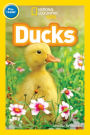 Ducks (National Geographic Readers Series: Pre-reader)