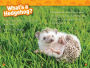 Alternative view 3 of National Geographic Readers: Hedgehogs (Level 1)