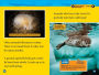 Alternative view 5 of National Geographic Readers: Arctic Animals (L2)