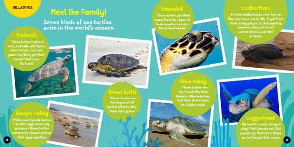 Go Wild! Sea Turtles