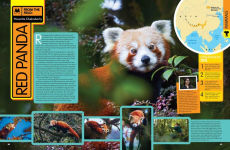 Alternative view 3 of National Geographic Kids Animal Encyclopedia 2nd edition: 2,500 Animals with Photos, Maps, and More!