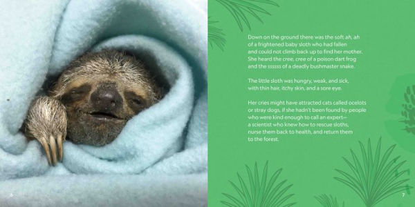 Destiny Finds Her Way: How a Rescued Baby Sloth Learned to Be Wild