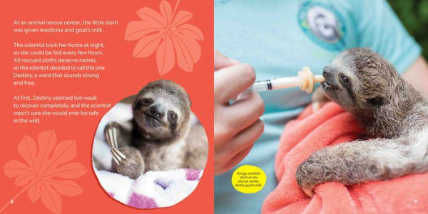 Destiny Finds Her Way: How a Rescued Baby Sloth Learned to Be Wild