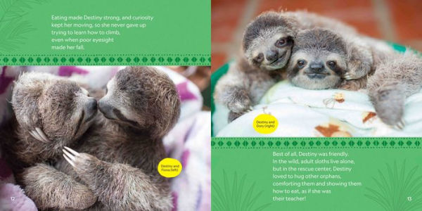 Destiny Finds Her Way: How a Rescued Baby Sloth Learned to Be Wild