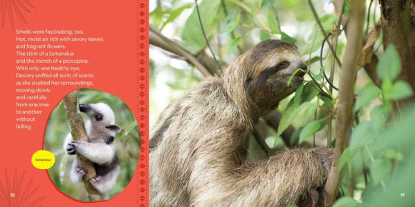 Destiny Finds Her Way: How a Rescued Baby Sloth Learned to Be Wild