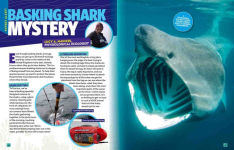 Alternative view 3 of Can't Get Enough Shark Stuff: Fun Facts, Awesome Info, Cool Games, Silly Jokes, and More!